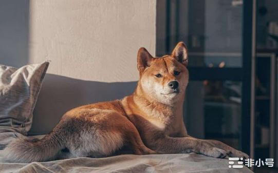 SHIB成功成为以太坊前500大鲸鱼持有的鲸鱼的首选