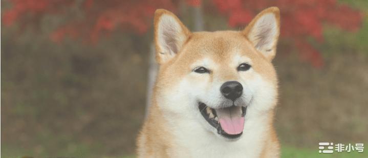 柴犬燃烧率加速3,000%会影响价格吗?