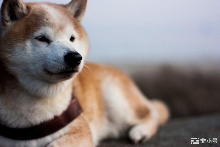 评估Shiba Inu的SHIB价格势头是否太好而无法持有  Shiba