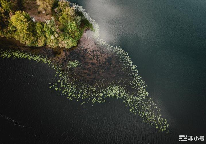 ToraInu是2023年的模因硬币:超前于时代的硬币