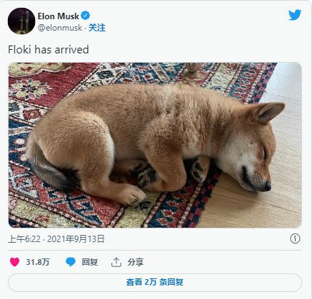 马斯克收购推特之际FLOKI在也上涨了8%;下一步是什么?