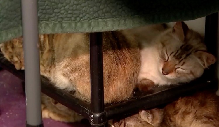 每个缝隙里都有动物夫妇肮脏的家里发现了77只动物