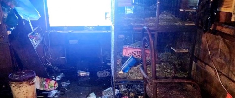 每个缝隙里都有动物夫妇肮脏的家里发现了77只动物