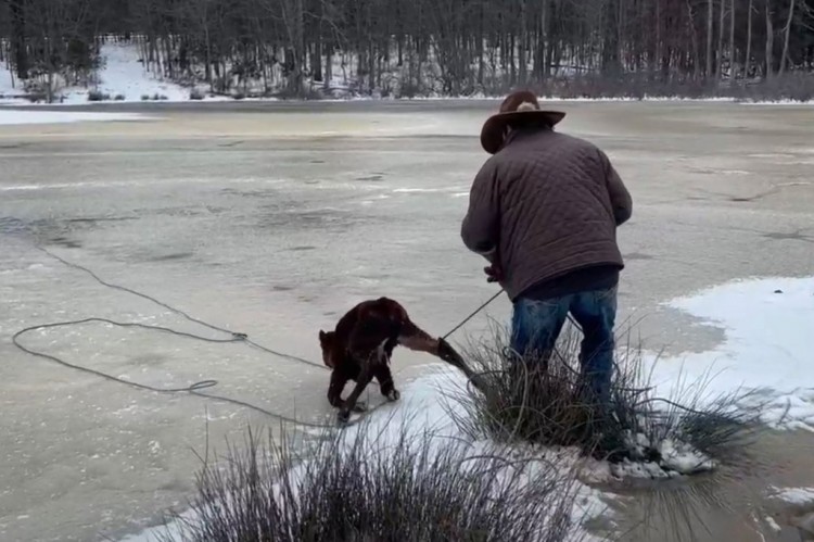 牛仔用套索从邻居结冰的池塘里救出小牛视频