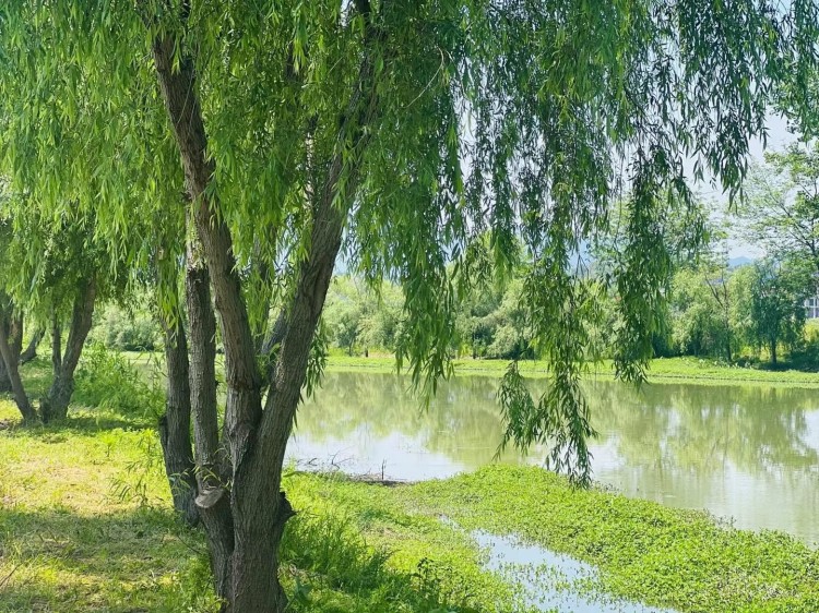 Surviving Full-Time Currency Speculation: Finding Stability in an Unstable Market for Income